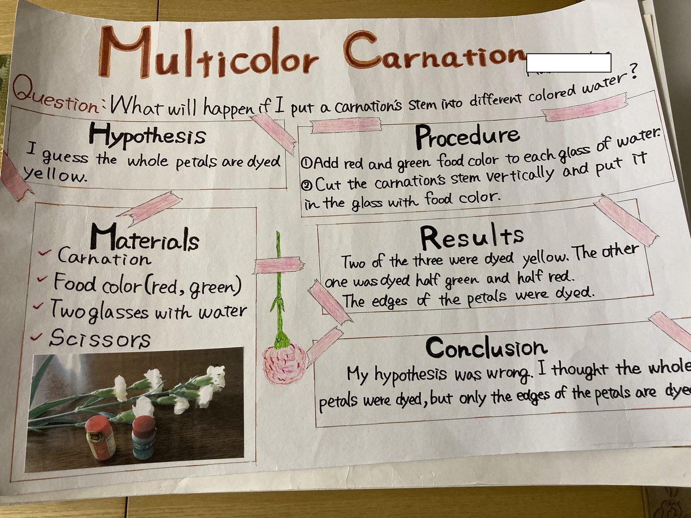 英語の研究ポスター「Multicolor Carnation」。Question、Hypothesis、Procedure、Materials、Results、Conclusionの見出しと、白いカーネーションと食用色素の写真